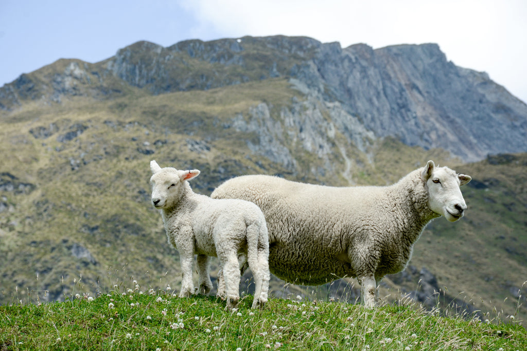 The Physiological Advantages of Sheep's Wool