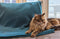 Blankets & Throws