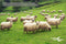Alpaca & Sheep's Wool