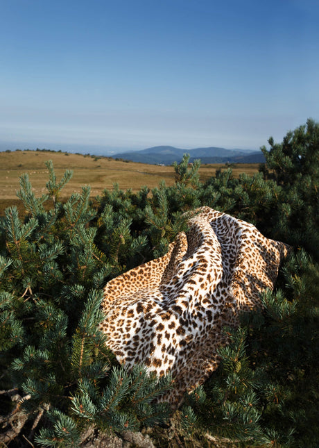 A&H Feline Bath Rug, 100% Giza Egyptian Cotton Long Staple. Two available sizes