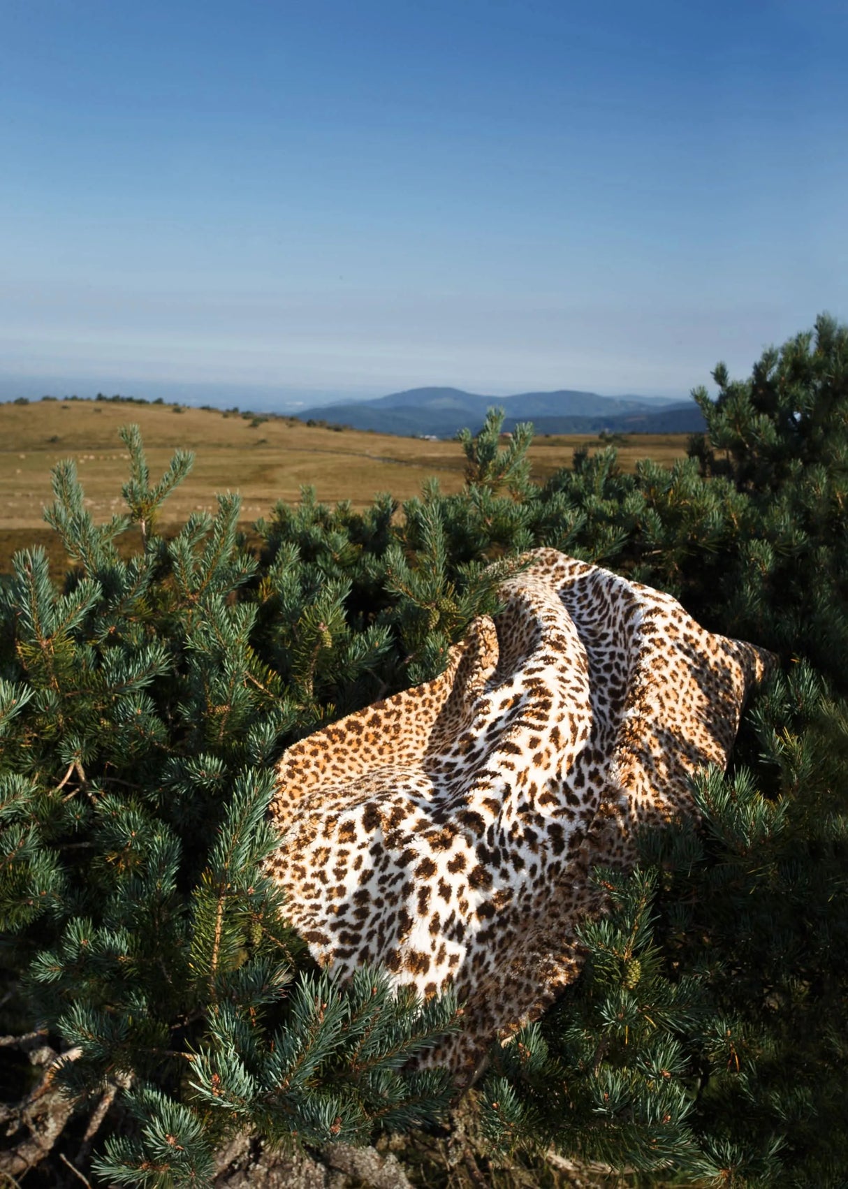 A&H Feline Bath Rug, 100% Giza Egyptian Cotton Long Staple. Two available sizes