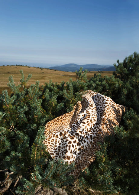 A&H Feline Bath Rug, 100% Giza Egyptian Cotton Long Staple. Two available sizes