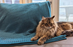 Nuage Blanket & Eevee the Siberian cat in Vert Canard (discontinued colour) by Brun de Vian-Tiran of France @ TMASC in Canada