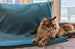 Nuage Blanket in Vert Canard by Brun de Vian-Tiran of France @ TMASC in Canada