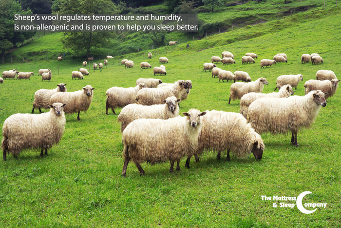 Natural Wool Bedding in Canada