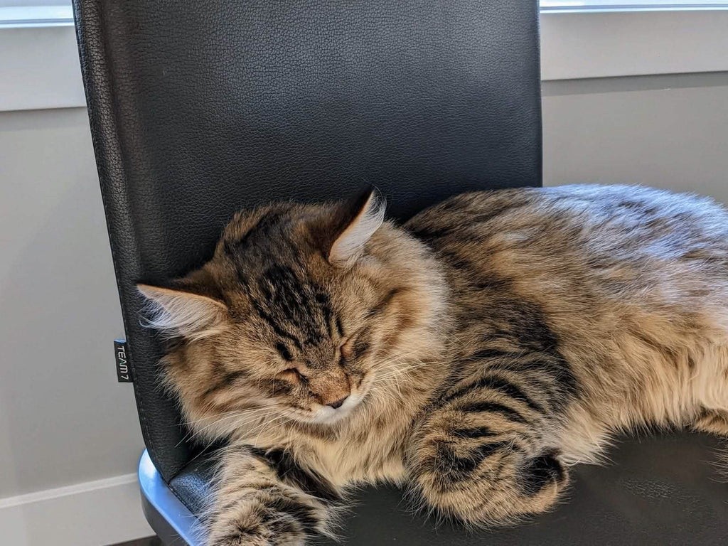 Eevee loves his TEAM 7 F1 dining chair.