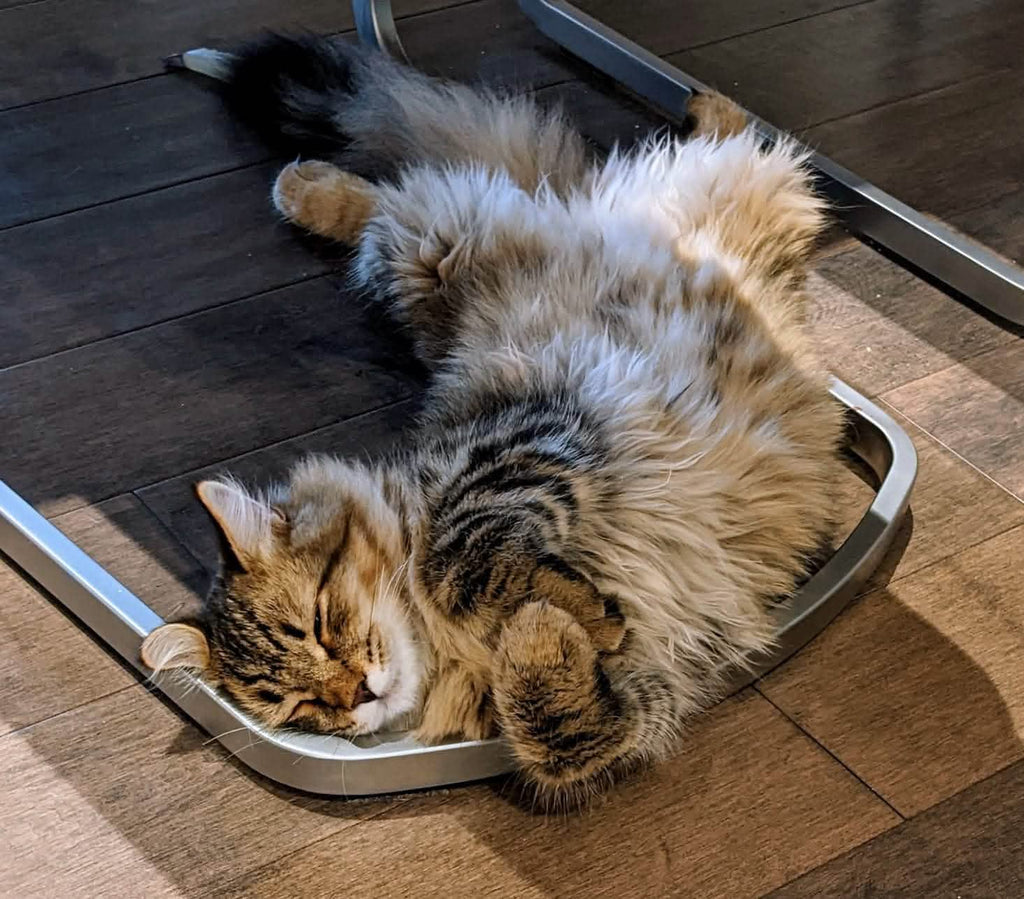 Eevee loves his TEAM 7 F1 chair. photo: The Mattress & Sleep Company